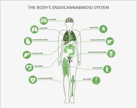 Understanding the Endocannabinoid system & your hormones!